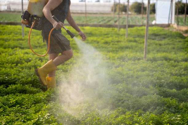 Best Wasp Removal Services  in Broadview Park, FL