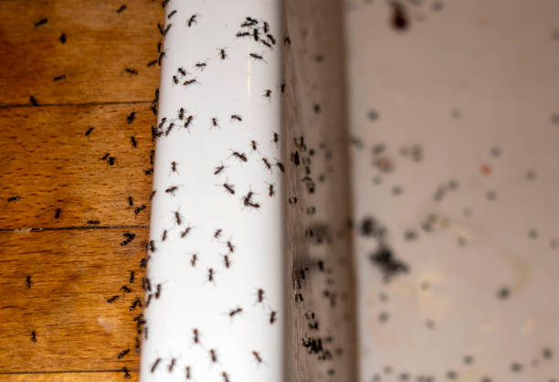 Best Residential Pest Control  in Broadview Park, FL